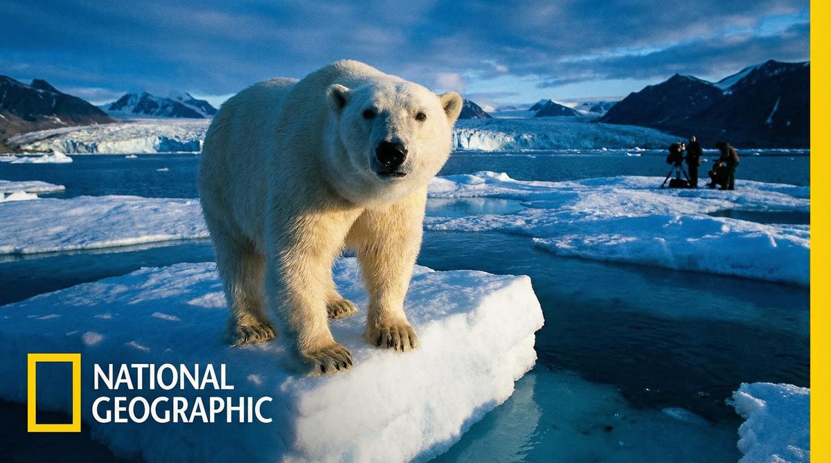 萝莉岛北极熊视频